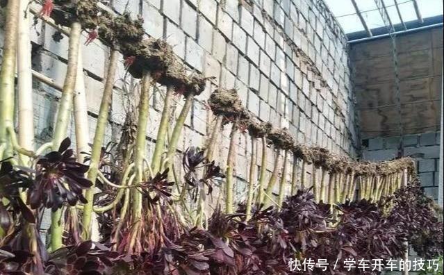 多肉法师想“爆头”不用砍刀,3个方法不露痕迹,变成“伪老桩”!