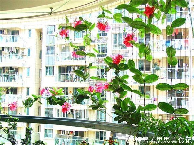 这花一开就是大半年,枝条沾水就活,根比萝卜还粗