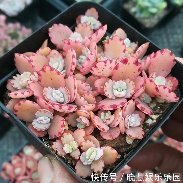 九种“养不死”的花，绿萝只能排最后一名，再养不活只能买假花了