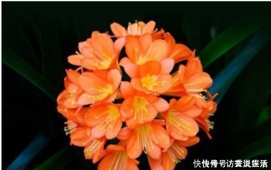 植株|花卉什么时候换盆才最好一直都没注意,怪不得换完花就蔫儿了