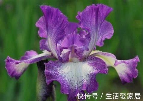 花朵|养花试试这几款，朵非常艳丽，花期极长，特别迷人