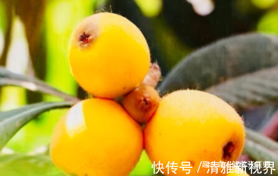 抗衰老|女性养生常吃3种食物，排毒润肤，抗衰老，增强体质