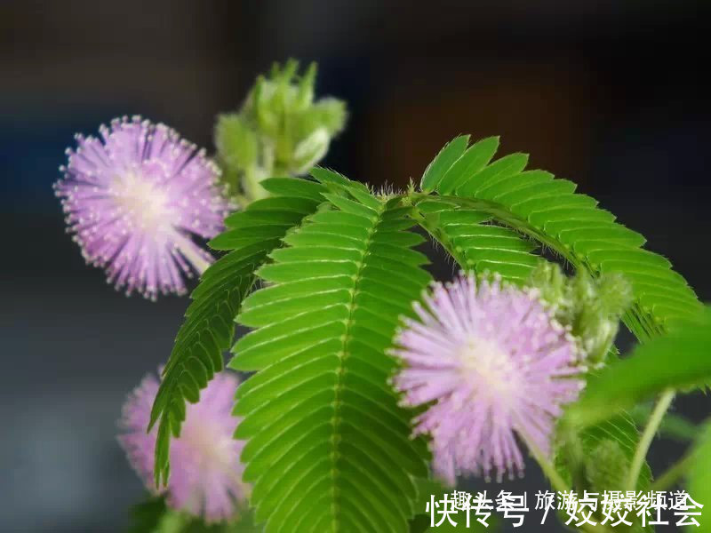 板根|中国“最神奇”植物王国！树木还会开屏有棵小草能跳舞！