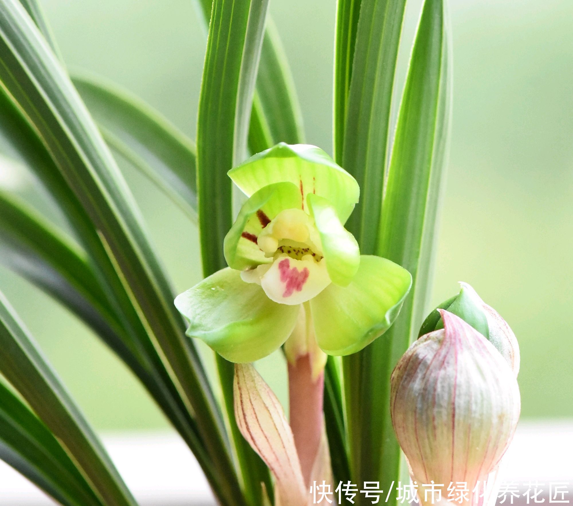  居然|绿云兰花居然开花了，没经过低温春化，绿云开得不尽人意