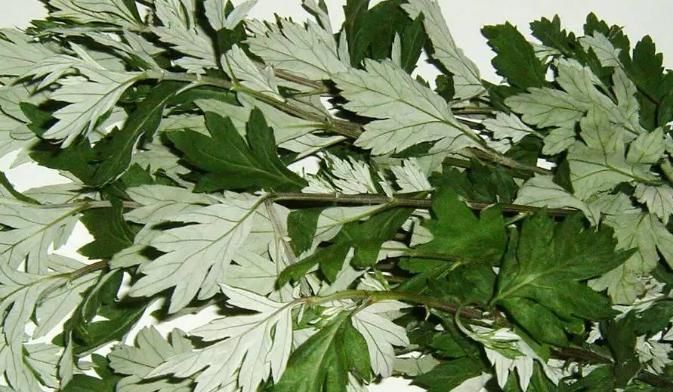 农村常见的一种野草,专门为“腰间盘突出”而生,早知早受益