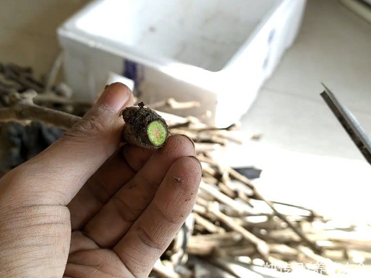 沙土|立秋后，7种花要扦插，满盆开花结果子