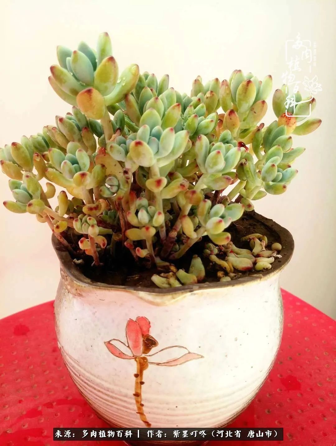 从平凡中寻找美感,从噪杂中寻找宁静——多肉给予我的心灵疗愈!