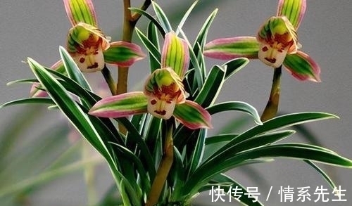 一花双色非常罕见,花香清新,叶带金边,花姿高雅大方,让人沉迷