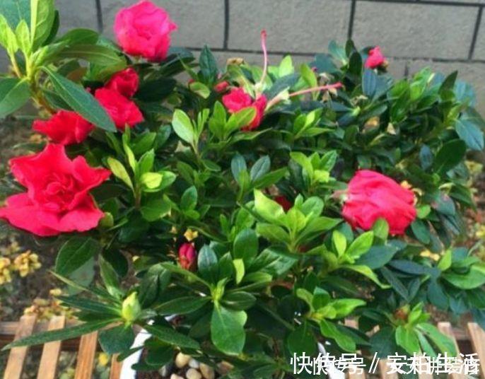 4种漂亮花,好打理易爆盆,一年四季开花不停,阳台变成百花园!