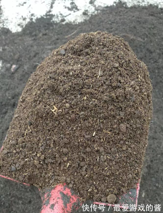 这样配土，月季不爆发才怪，你都了解过嘛