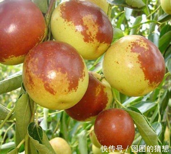 提个醒：吃过冬枣一小时内不可碰此种食物，早点告诉家里人