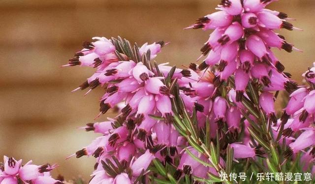 这3种花,零下20度冻不死,现在买一盆,新年不愁没花看