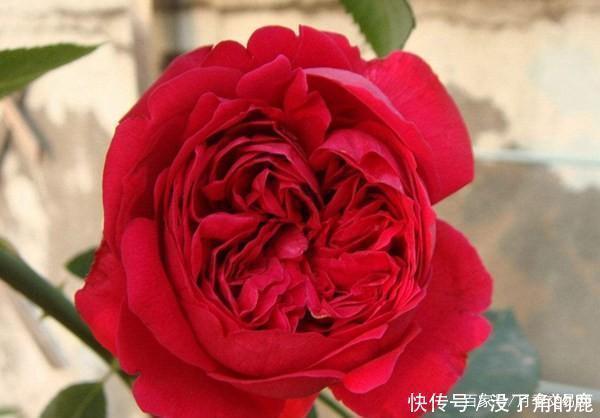 读书台|这10种红色月季漂亮喜庆,个个抗病好养,快收藏