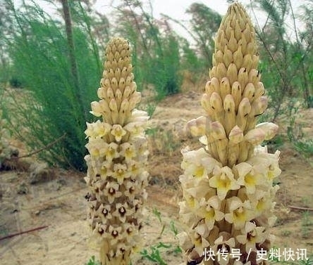 肠燥便秘|农村山上一株野草，功效胜过冬虫夏草，男人吃了再也不喊肾虚了