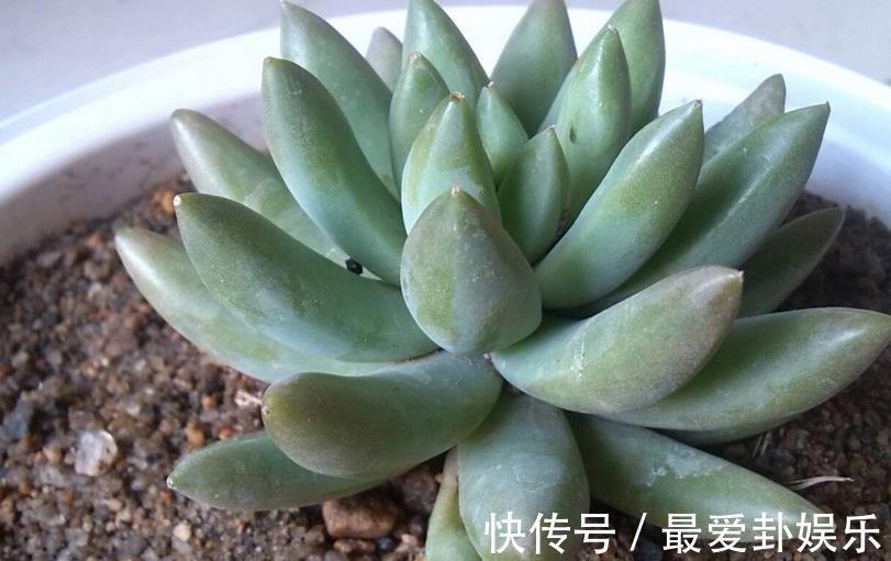 症状|多肉烂根会出现什么症状，该如何早点发现处理？