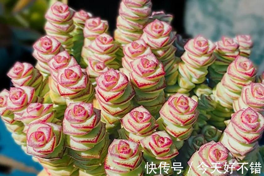 6种多肉养成老桩太漂亮了,养再多都不嫌够,适合新手养殖哦