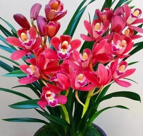 花色|这款兰花太勤快,开花一茬接一茬,花大、色艳、香味浓