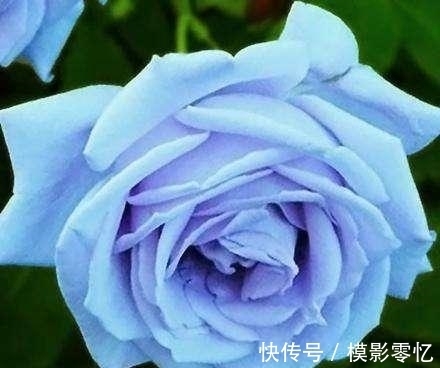 水瓶座|1月桃花又盛开，与旧爱再次拥抱，和真爱甜蜜再来的四大星座！