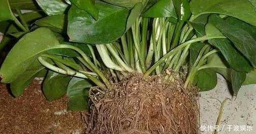 绿萝养爆盆,学会5个养护知识就够了,别再说你养不好绿萝了