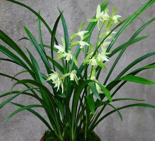 兰花|出芽率“最高”的兰花,花苞又大又香,花色珍贵,新手也能养好