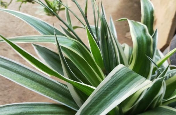 浇上|养吊兰有“诀窍”,浇上这2种“大补肥”,迅速爆盆,叶片大又宽