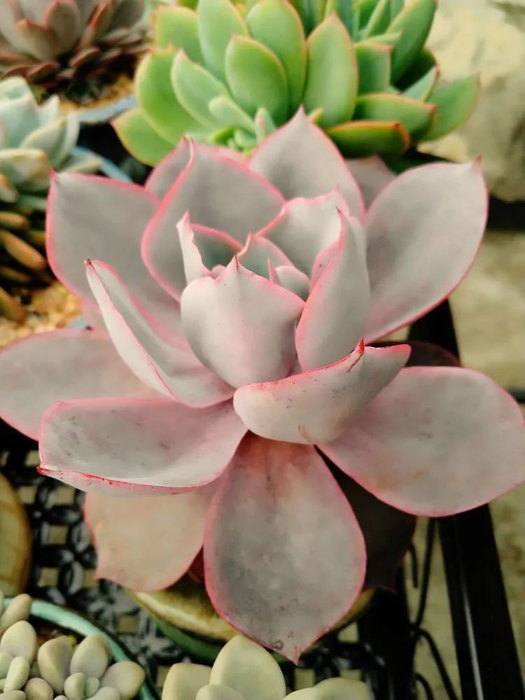 养肉三年，分享养肉经验，谈谈适合逆开挂区的多肉！