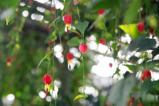 花花喊你来赏春啦！你能认识几朵花？挑战一下~