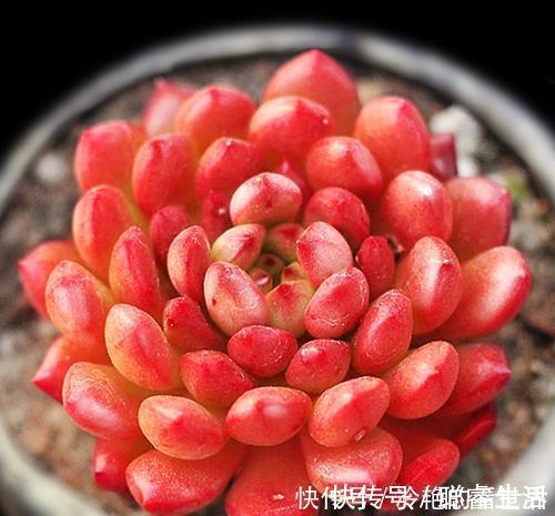 养护|推荐6款多肉植物,皮实又好养,是家庭盆栽佳品,适合新手!