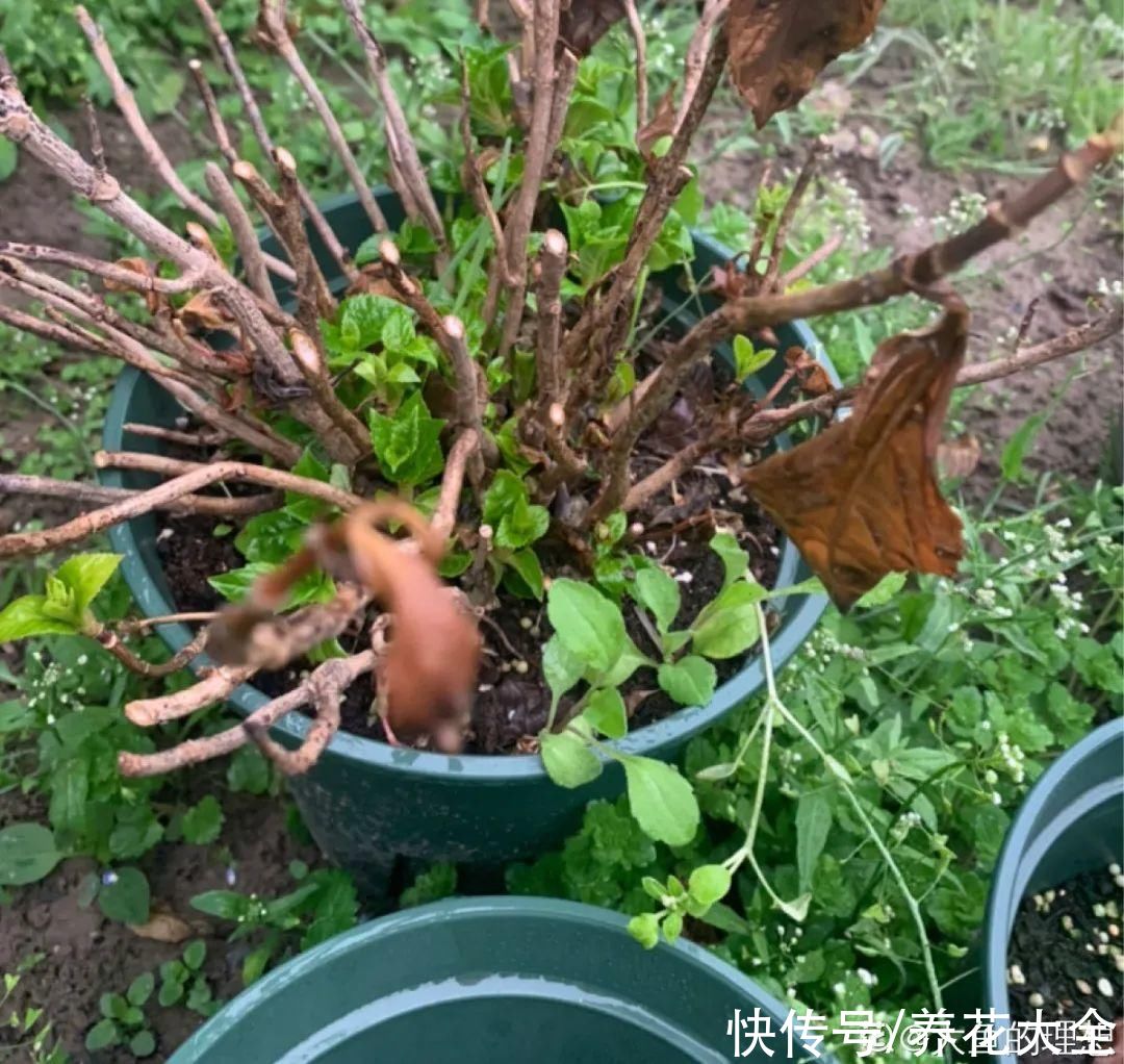 9种花是富贵命，必须大盆养，小盆养会憋死