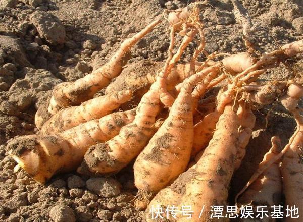 月经|月经量少的女人,常喝4碗汤,清毒素补气血,子宫悄悄光滑干净