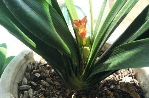 “懒养”君子兰,一年不施肥,叶片油亮,花朵娇艳,花开四季不断