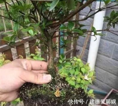 盆栽杜鹃花|冬季养杜鹃花,记住一点小细节,它会长得更茂盛,花苞多繁花似锦