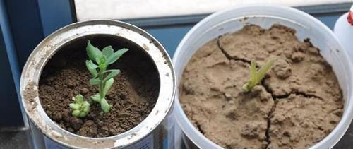 养花土壤结成快学会这几招,土壤疏松又透气,花开一茬接一茬