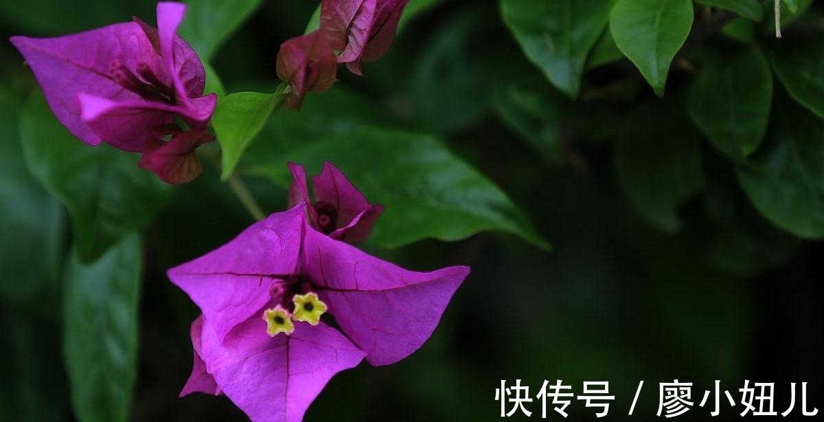 三角梅叶子掉光怎么办?关于三角梅“秃头”问题,注意这几点