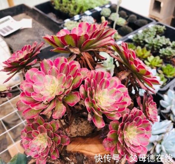 秋冬养多肉法师,教你2个小技巧,猛长新芽,养成漂亮手捧花