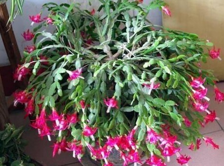 养蟹爪兰，打开它的“开花键”，花开一茬又一茬，次次都爆盆