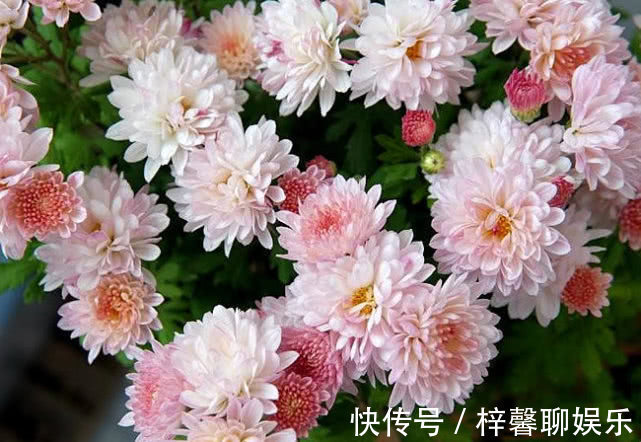 名流|这“花”有意思，颜色随着光照不停变化，5月就爆花，养成大花球