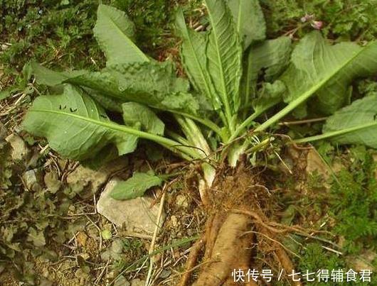 功效|农村一种“萝卜根”切开是黄金色,功效极高,俗称“金不换”