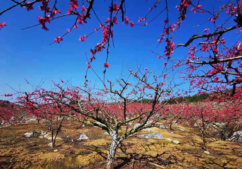 中年|春风吹，桃花开！