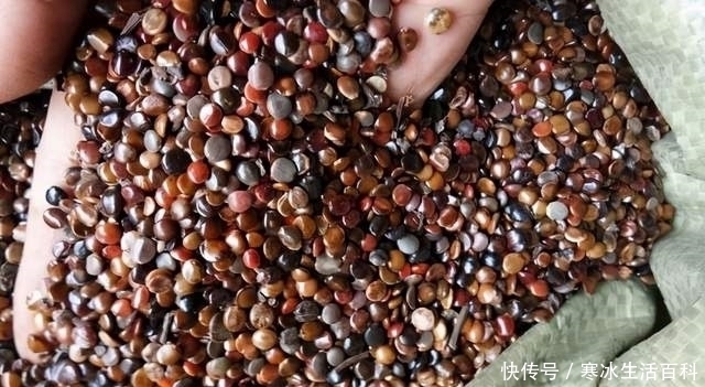 苏东坡|农村拐枣树常被忽视,号称“酒毒克星”,看看药用价值有多高