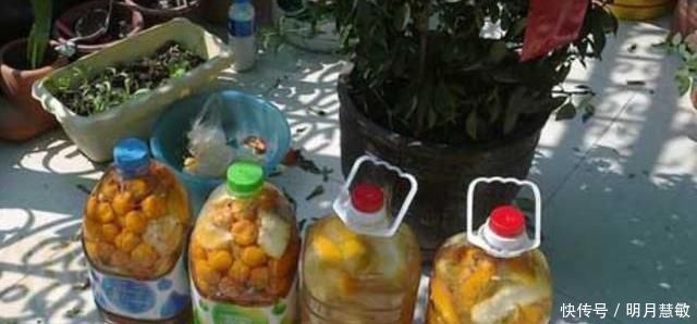 养分|养兰高手养兰花,都有“专用肥”,易吸收养分足,一般人都不知道