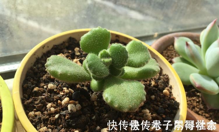 地方|多肉植物熊童子没精神,早点检查下这3地方,可能马上找到元凶