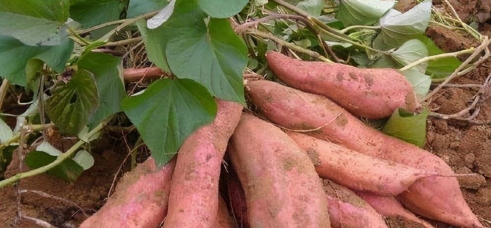 一样是红薯,“红心”和“白心”哪种好?知道以后别再瞎买了