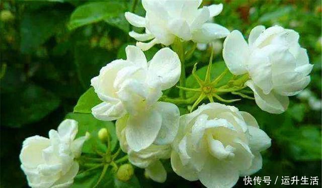 磷酸二氢钾|7月养茉莉花,浇水有讲究,掌握“5个要点”,叶子翠绿开爆盆