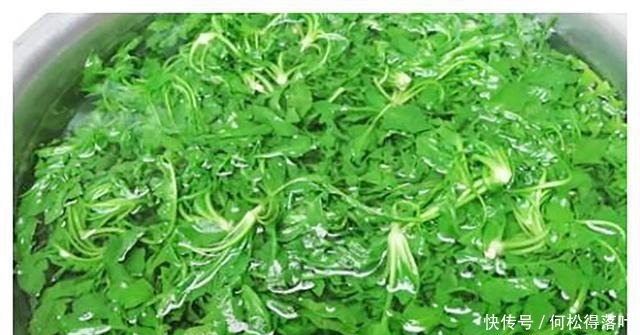 這種野菜是天然維生素,古時稱為“百歲羹”,老人常吃