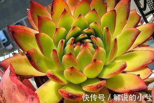 冷门多肉植物分享,颜值高,皮实好养,易群生的圣诞冬云多肉植物