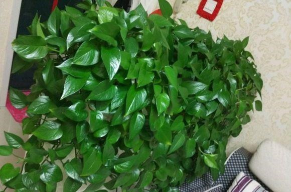 人见人烦的“东西”，却是养花“宝贝”，养啥旺啥，土壤肥沃疏松