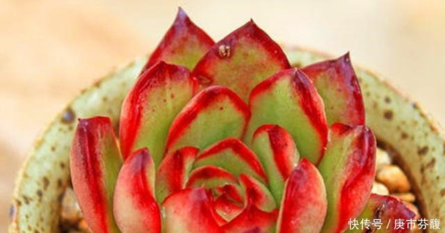 烈火|多肉宝莉安娜,养好是心中一束不灭的烈火,养不好就是路边的野菜