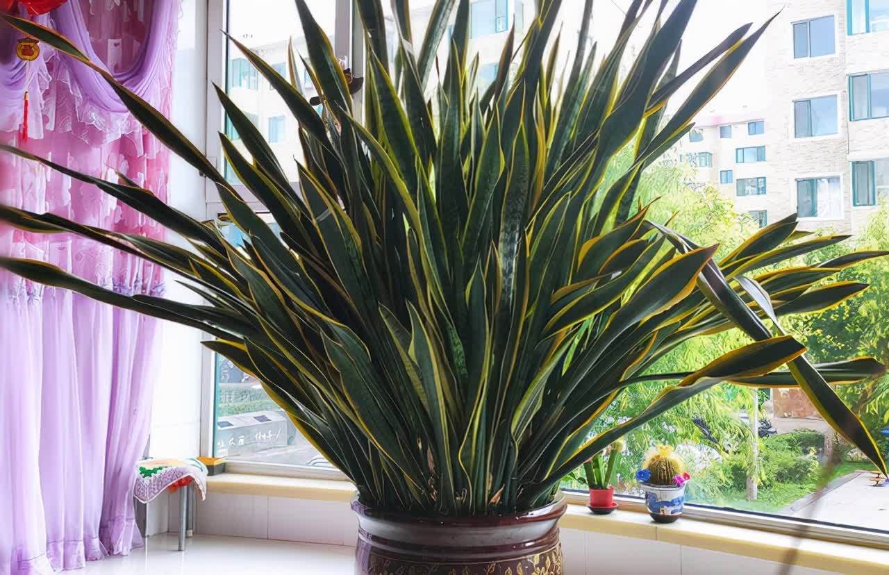 20种吉利大盆栽,客厅放一盆,吸收废气去异味,寓意好更养人