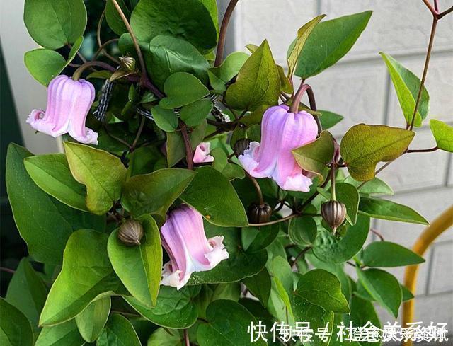 铃铛|最好养的铁线莲,不“立枯”,花期长,开到深秋都不停